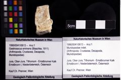 Foto (Objket + Etiketten) von Mundopsidae indet. 